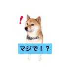 柴犬キバ蔵 弐（個別スタンプ：9）