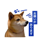 柴犬キバ蔵 弐（個別スタンプ：12）