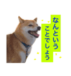 柴犬キバ蔵 弐（個別スタンプ：13）