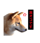 柴犬キバ蔵 弐（個別スタンプ：14）