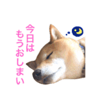 柴犬キバ蔵 弐（個別スタンプ：15）