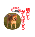 柴犬キバ蔵 弐（個別スタンプ：16）