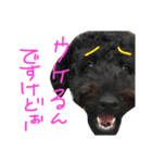 トイプードルのケティ子（個別スタンプ：2）