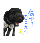 トイプードルのケティ子（個別スタンプ：3）