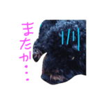 トイプードルのケティ子（個別スタンプ：4）