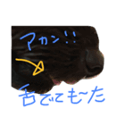 トイプードルのケティ子（個別スタンプ：8）