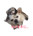 フェレットとチワワの日常のぼやき（個別スタンプ：1）