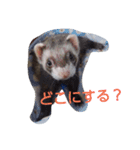 フェレットとチワワの日常のぼやき（個別スタンプ：8）