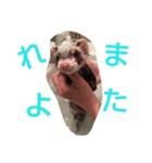 フェレットとチワワの日常のぼやき（個別スタンプ：9）