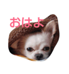 フェレットとチワワの日常のぼやき（個別スタンプ：11）