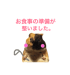 うちのモルモット達 1（個別スタンプ：2）
