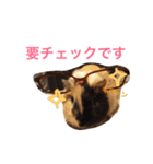 うちのモルモット達 1（個別スタンプ：5）