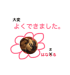 うちのモルモット達 1（個別スタンプ：6）