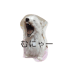 meme01（個別スタンプ：1）