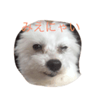 meme01（個別スタンプ：3）
