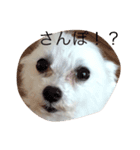 meme01（個別スタンプ：4）