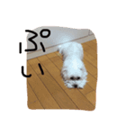 meme01（個別スタンプ：5）