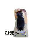 コギさん心春のつぶやき（個別スタンプ：2）