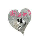 パピヨンのソフィーの生活感あふれるSTAMP（個別スタンプ：1）