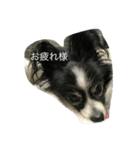 パピヨンのソフィーの生活感あふれるSTAMP（個別スタンプ：2）