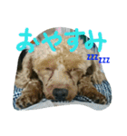 キキ☆ララ☆もも（個別スタンプ：1）