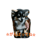 キキ☆ララ☆もも（個別スタンプ：35）
