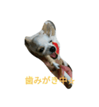 キキ☆ララ☆もも（個別スタンプ：37）