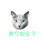 ロシアンブルートム（個別スタンプ：6）