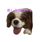 ティアラちゃん（個別スタンプ：3）