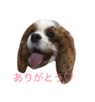 ティアラちゃん（個別スタンプ：4）