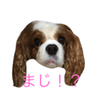 ティアラちゃん（個別スタンプ：6）