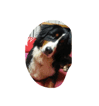 可愛い犬達（個別スタンプ：2）