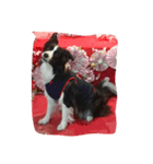 可愛い犬達（個別スタンプ：3）