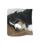 可愛い犬達（個別スタンプ：4）