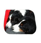 可愛い犬達（個別スタンプ：5）