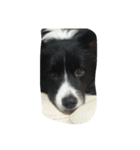 可愛い犬達（個別スタンプ：6）
