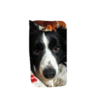 可愛い犬達（個別スタンプ：7）