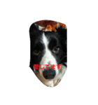 可愛い犬達（個別スタンプ：9）