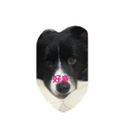 可愛い犬達（個別スタンプ：10）