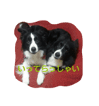 可愛い犬達（個別スタンプ：11）