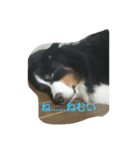 可愛い犬達（個別スタンプ：14）