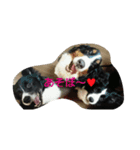 可愛い犬達（個別スタンプ：15）