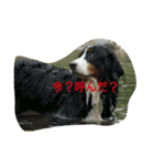 可愛い犬達（個別スタンプ：16）