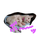 loverysora（個別スタンプ：2）