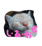 loverysora（個別スタンプ：4）