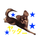 チワワのマロくん（個別スタンプ：2）