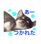 チワワのマロくん（個別スタンプ：3）