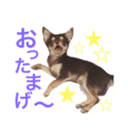 チワワのマロくん（個別スタンプ：4）