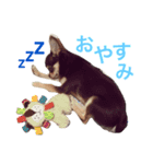 チワワのマロくん（個別スタンプ：5）