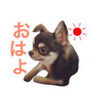 チワワのマロくん（個別スタンプ：8）